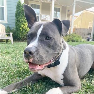 Meet your Posher, Chandler